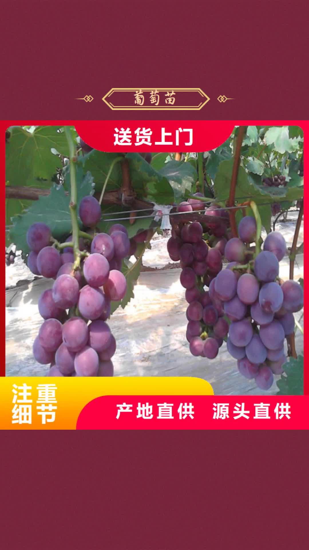 中山【葡萄苗】-草莓苗价格诚信商家