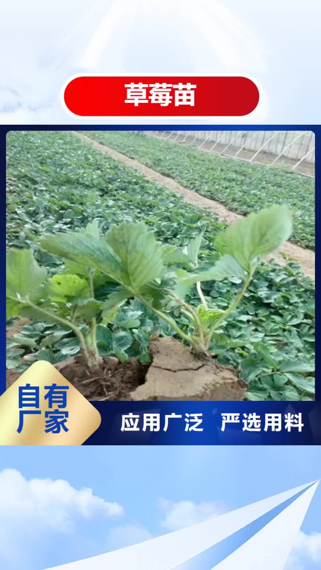 保定【草莓苗】 樱桃苗基地厂家实力雄厚