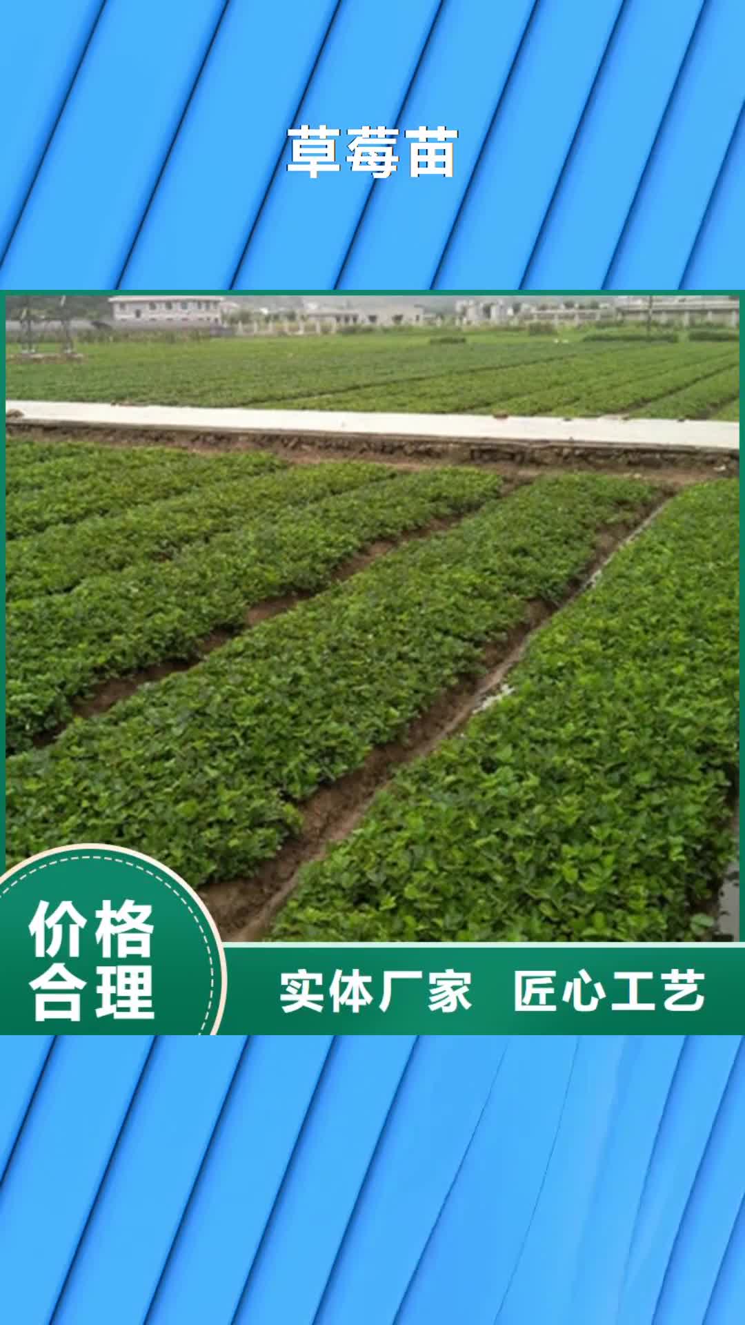 辽源 草莓苗【大棚草莓苗】联系厂家