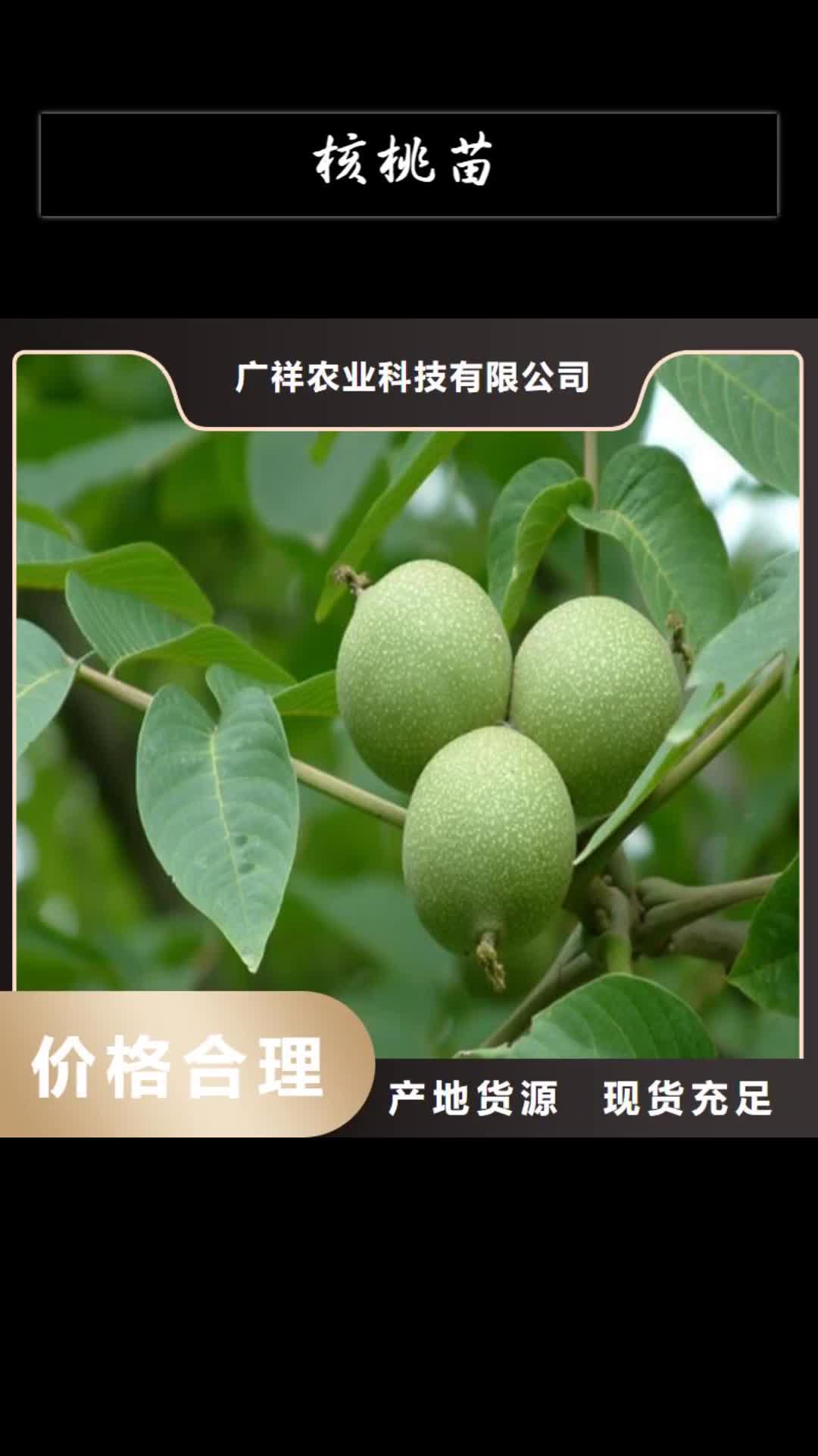 莱芜【核桃苗】梨树苗丰富的行业经验